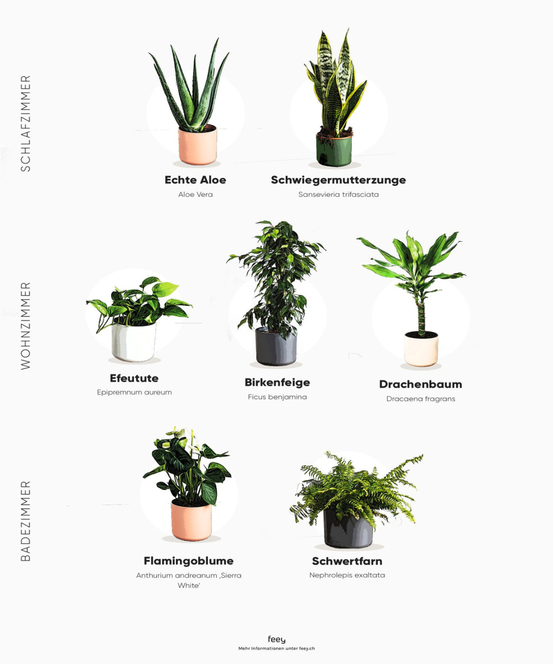 Luftreinigende Pflanzen: Top für weniger Schadstoffe – feey GmbH Luftreinigende Pflanzen: Top für weniger Schadstoffe – feey GmbH